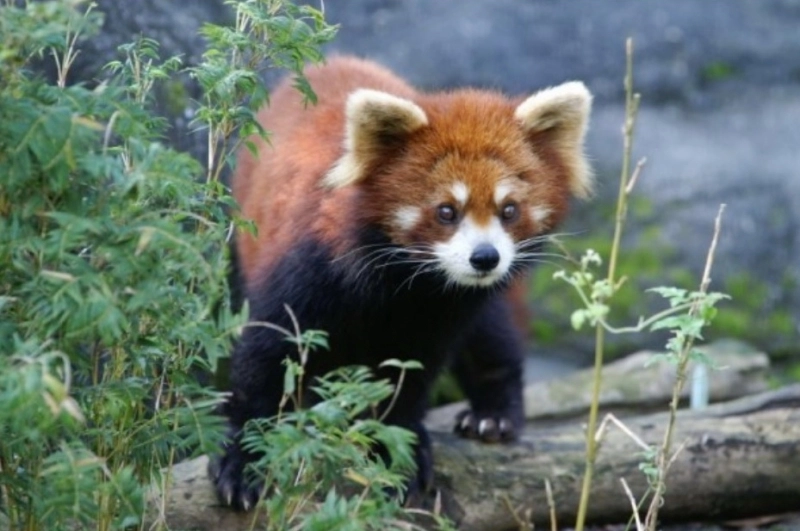 gradina-zoologica-brasov-va-avea-un-panda-rosu