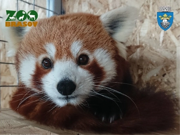 in-curand-la-zoo-brasov-va-functiona-un-spital-veterinar