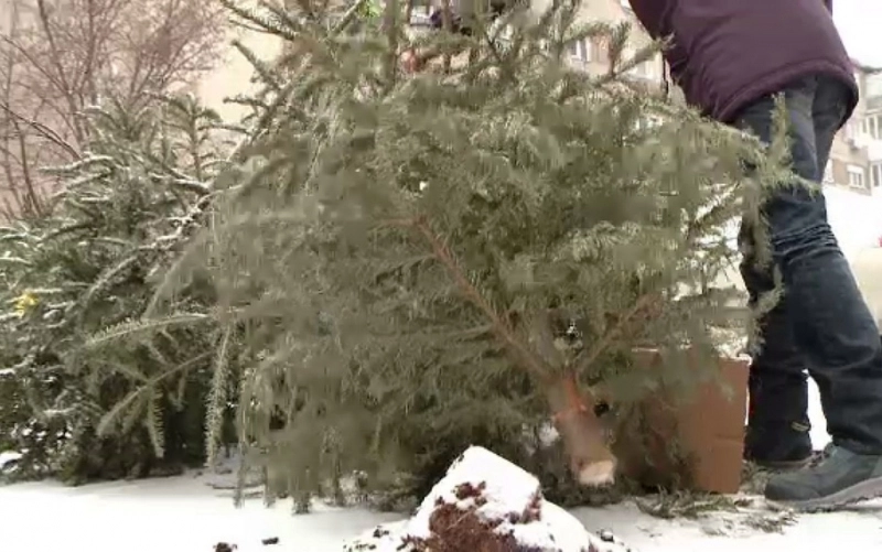 informare-pentru-brasovenii-care-au-brazi-naturali-de-aruncat