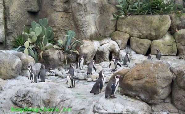 investitie-la-zoo-brasov-pentru-a-se-putea-aduce-pinguni-foci-si-lei-de-mare