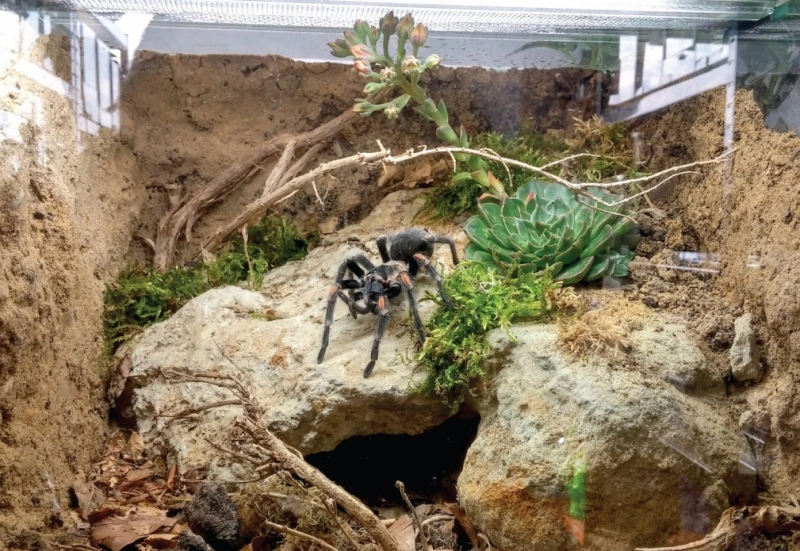 investitie-la-zoo-brasov-pentru-amenajarea-unei-zone-destinate-lumii-insectelor