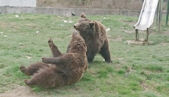 jocurile-copilariei-la-zoo-brasov