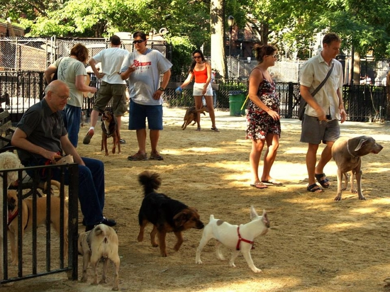 la-fagaras-va-fi-amenajat-un-parc-public-pentru-animalele-de-companie-