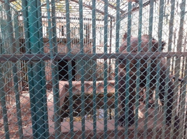o-ursoaica-de-la-zoo-barlad-adusa-la-sanctuarul-libearty