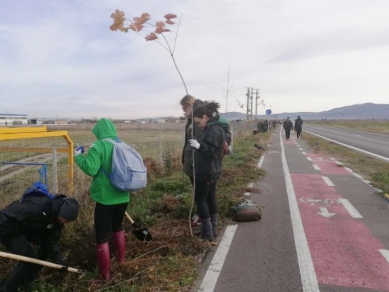 perdea-forestiera-de-stejari-pe-dn-10-intre-brasov-si-prejmer