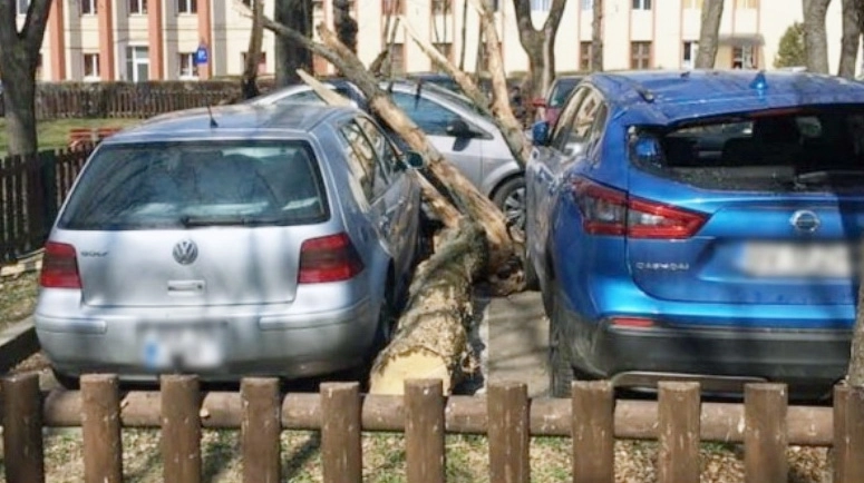 peste-100-de-arbori-din-brasov-in-planul-de-taieri-al-primariei-din-acest-an