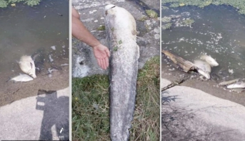 pesti-morti-in-apele-oltului-o-planta-poarta-vina