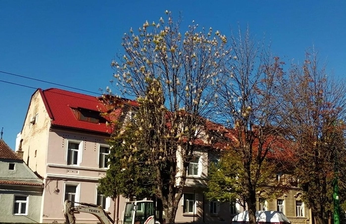 primavara-in-centrul-orasului-un-castan-a-inflorit-pe-strada-castanilor