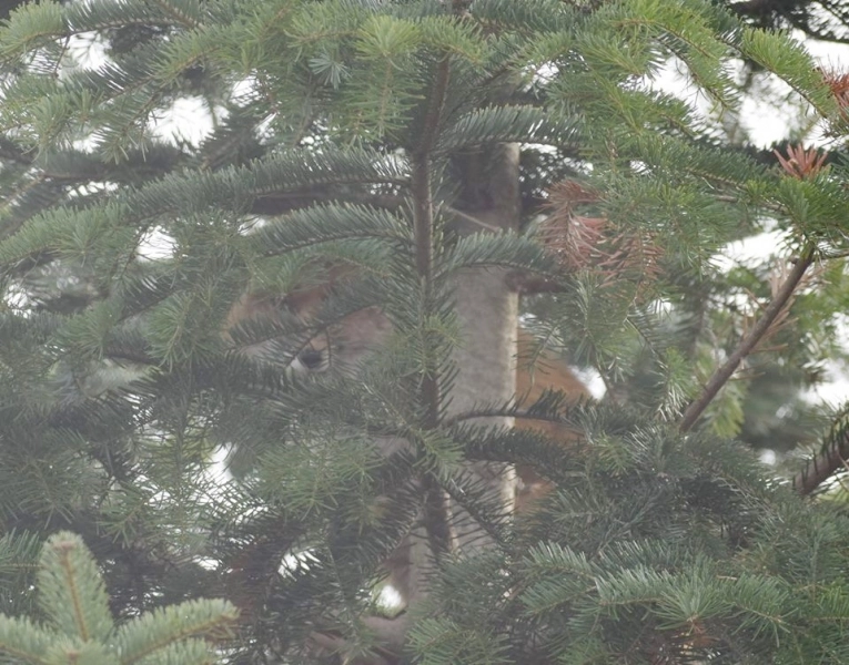 program-special-la-zoo-brasov-de-ziua-internationala-a-padurilor