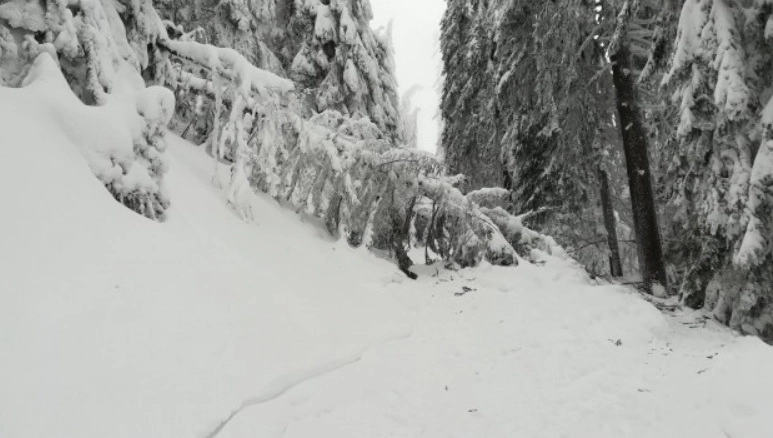 regia-locala-kronstadt-a-inceput-taierea-arborilor-periculosi-de-pe-postavarul