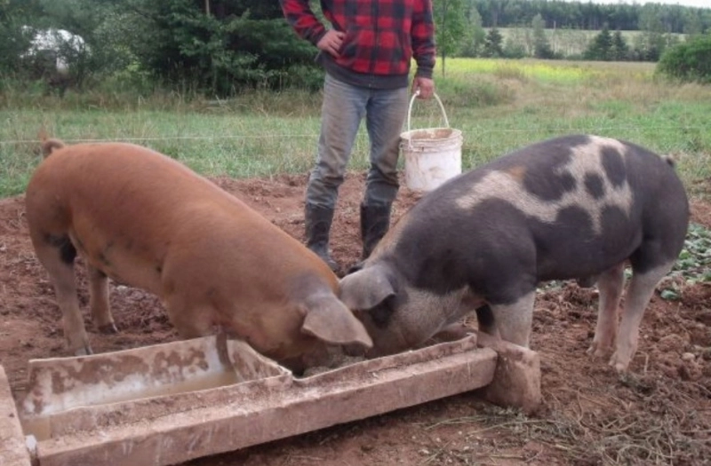 reguli-noi-pentru-cei-care-cresc-porci-in-gospodarii