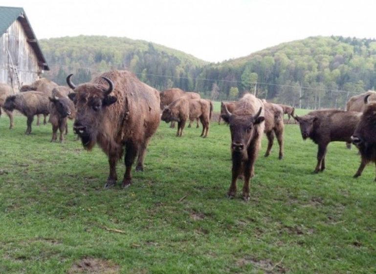 rezervatia-de-la-vama-buzaului-va-furniza-zimbri-pentru-conservation-carpathia