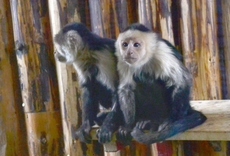 sa-deschis-casa-maimutelor-la-gradina-zoologica-brasov