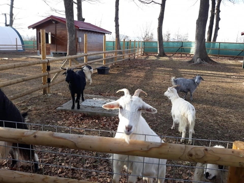sa-deschis-hope-farm-ferma-animalelor-la-sanctuarul-de-ursi-de-la-zarnesti-