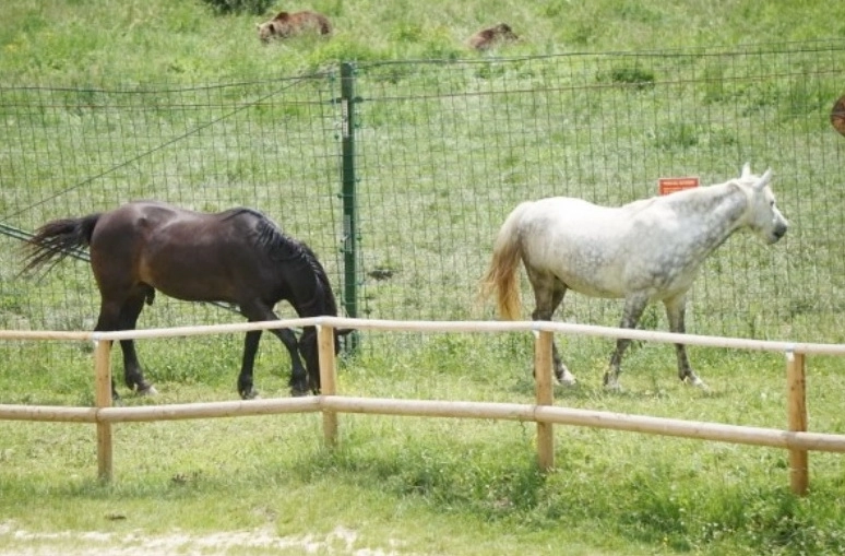 sambata-se-deschide-la-sanctuarul-libearty-ferma-animalelor-domestice-salvate-