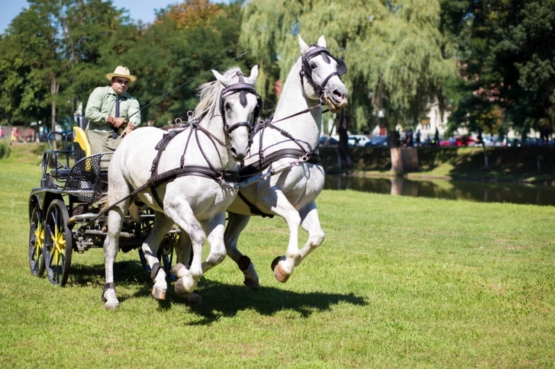 show-de-exceptie-la-herghelia-de-la-sambata-de-jos