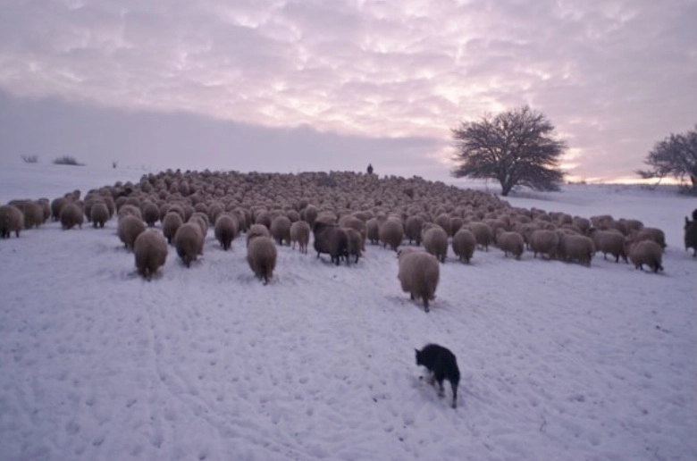 ultima-transhumanta-proiect-dezbatut-la-muzeul-de-etnografie-brasov