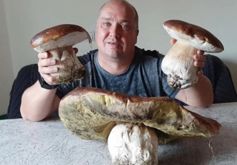 un-brasovean-a-cules-din-poiana-brasov-un-hribul-urias-de-aproape-6-kg