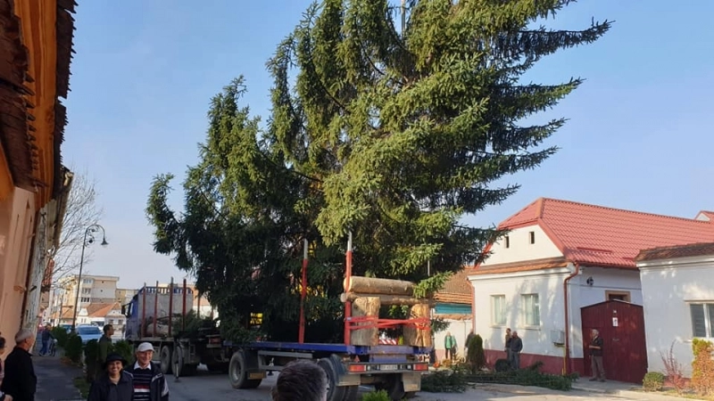 un-rasnovean-sia-donat-bradul-crescut-in-curtea-sa-ca-sa-fie-impodobit-in-centrul-orasului