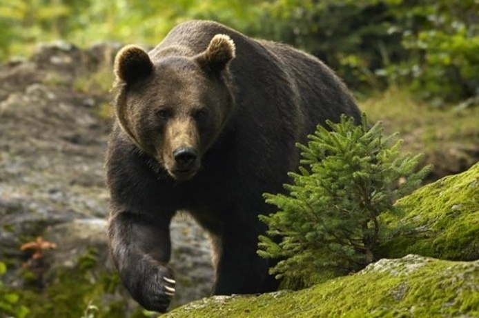 urs-alungat-de-localnici-la-feldioara-a-trecut-pe-langa-noi-putea-sa-ne-omoare-a-spus-un-copil