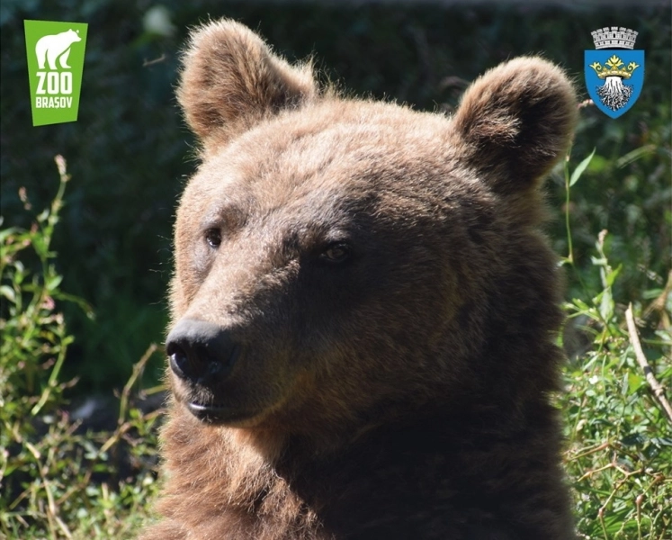 ziua-mondiala-a-animalelor-sarbatorita-vineri-la-zoo-brasov