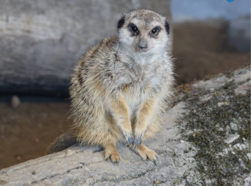 zoo-brasov-a-trecut-deja-la-orarul-de-vara