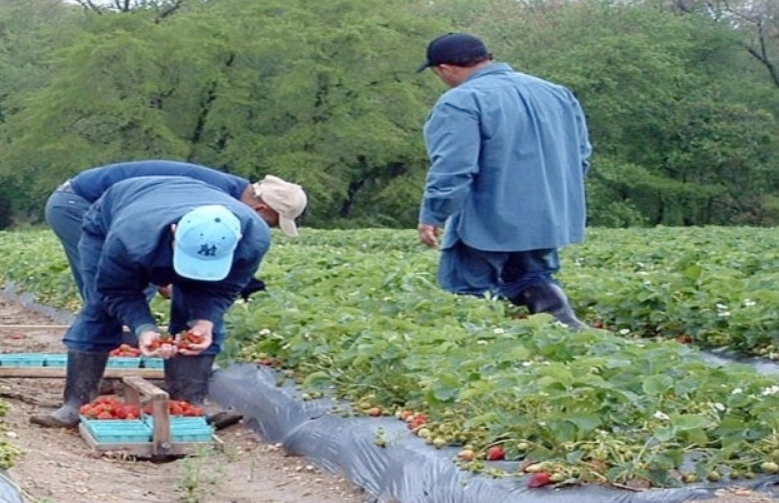 ajofm-brasov-recruteaza-pana-pe-1-martie-lucratori-agricoli-pentru-spania