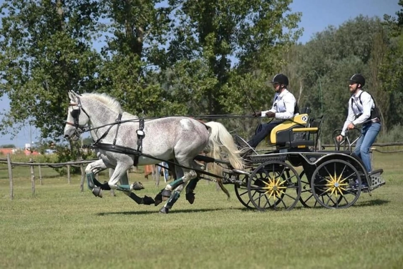 armasarii-lipitani-de-la-sambata-campioni-nationali