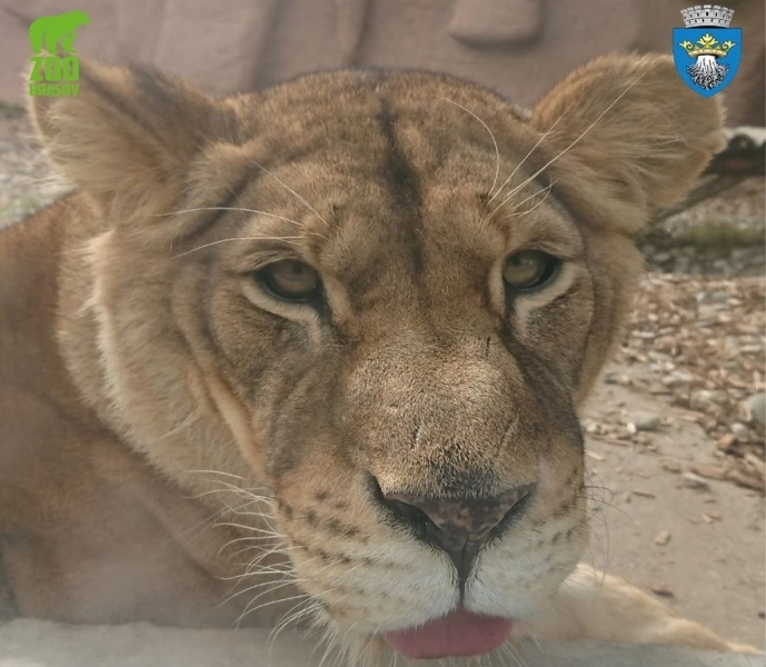 fiecare-animal-are-la-zoo-brasov-dieta-personalizata