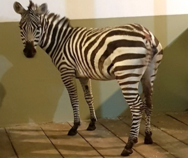 gradina-zoologica-brasov-are-doi-noi-locatari