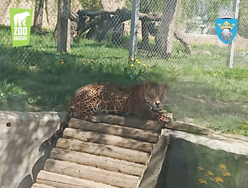 gradina-zoologica-brasov-isi-va-redeschide-portile-pentru-vizitatori