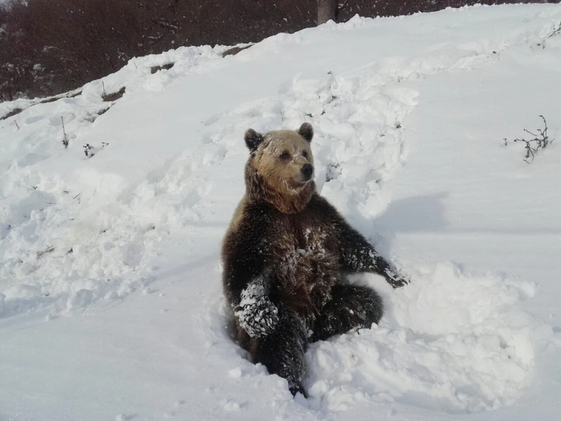 investitie-intrun-nou-sanctuar-administrat-de-stat-pentru-ursi-la-brasov