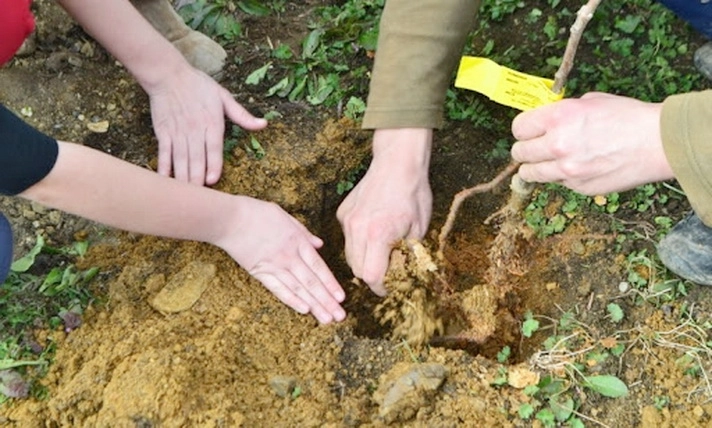 plantari-de-arbori-pe-dn73a