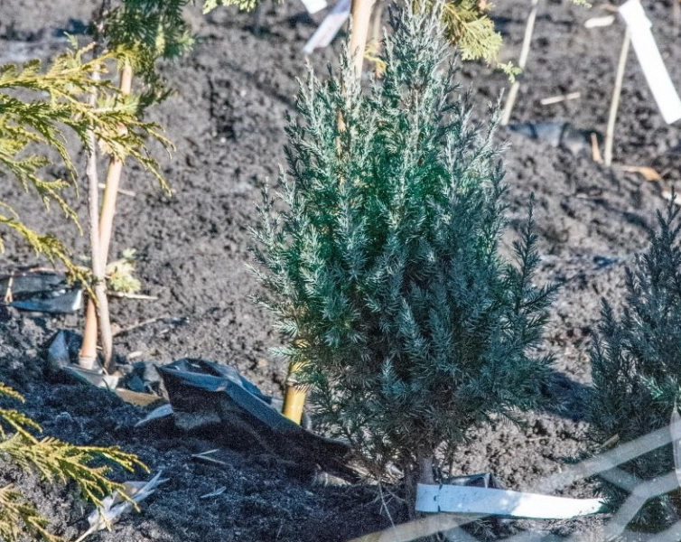 primii-puieti-vor-fi-plantati-saptamana-viitoare-in-parcul-dendrologic-din-noua