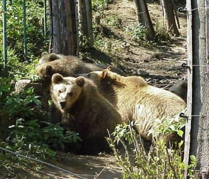 programul-de-coexistenta-dintre-om-si-carnivore-mari-aplicabil-la-brasov-