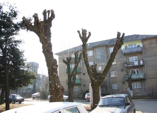 regula-la-brasov-toti-locatarii-trebuie-sa-fie-de-acord-cu-toaletarea-unui-arbore