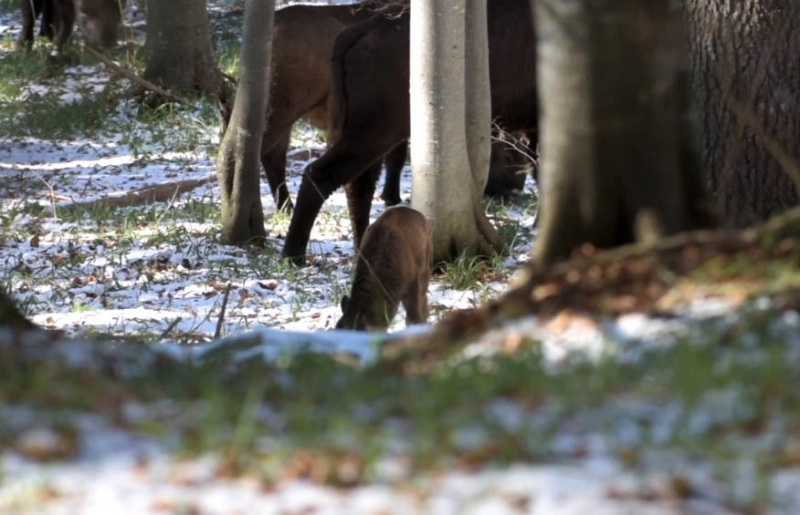 sa-nascut-primul-pui-de-zimbru-in-libertate-in-muntii-fagaras