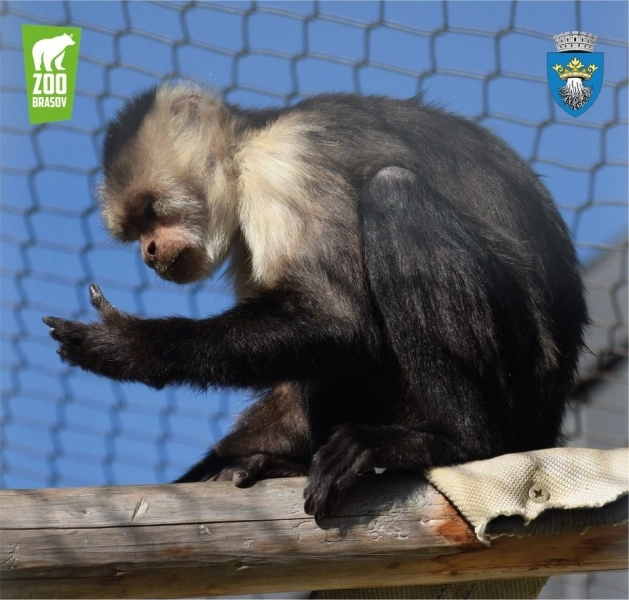 vizitatori-si-angajatii-in-dialog-la-zoo-pentru-a-marca-ziua-internationala-a-animalelor
