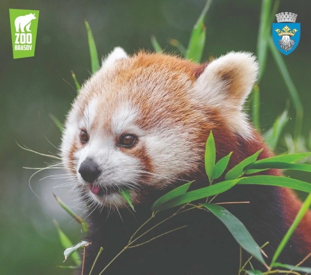 weekend-de-sarbatoare-panda-rosu-la-gradina-zoologica-brasov