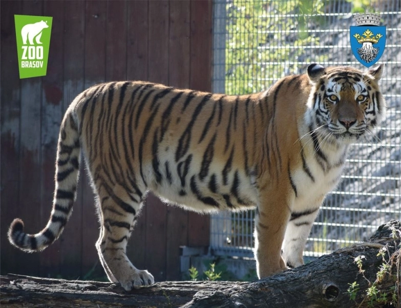 zoo-brasov-trece-la-program-de-iarna