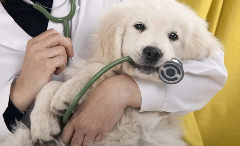 amenda-de-la-5000-lei-la-10000-lei-pentru-proprietarii-de-caini-care-nu-sunt-microcipati-sau-sterilizati