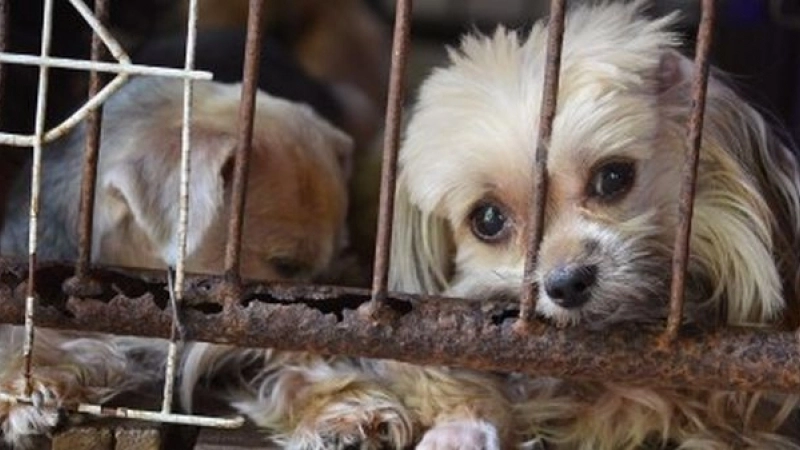 noi-reglementari-in-domeniul-protectiei-animalelor-