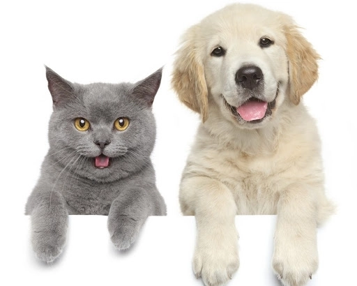 reprezentantii-amp-au-incheiat-un-protocol-de-colaborare-cu-primaria-sanpetru