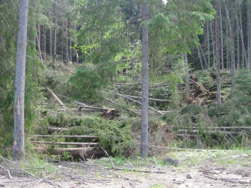 traseele-turistice-care-strabat-muntele-tampa-blocate-de-arbori-doborati