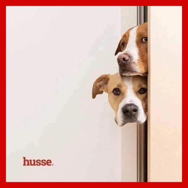 mancare-suedeza-super-premium-pentru-caini-si-pisici-livrata-gratuit-acasa-in-brasov