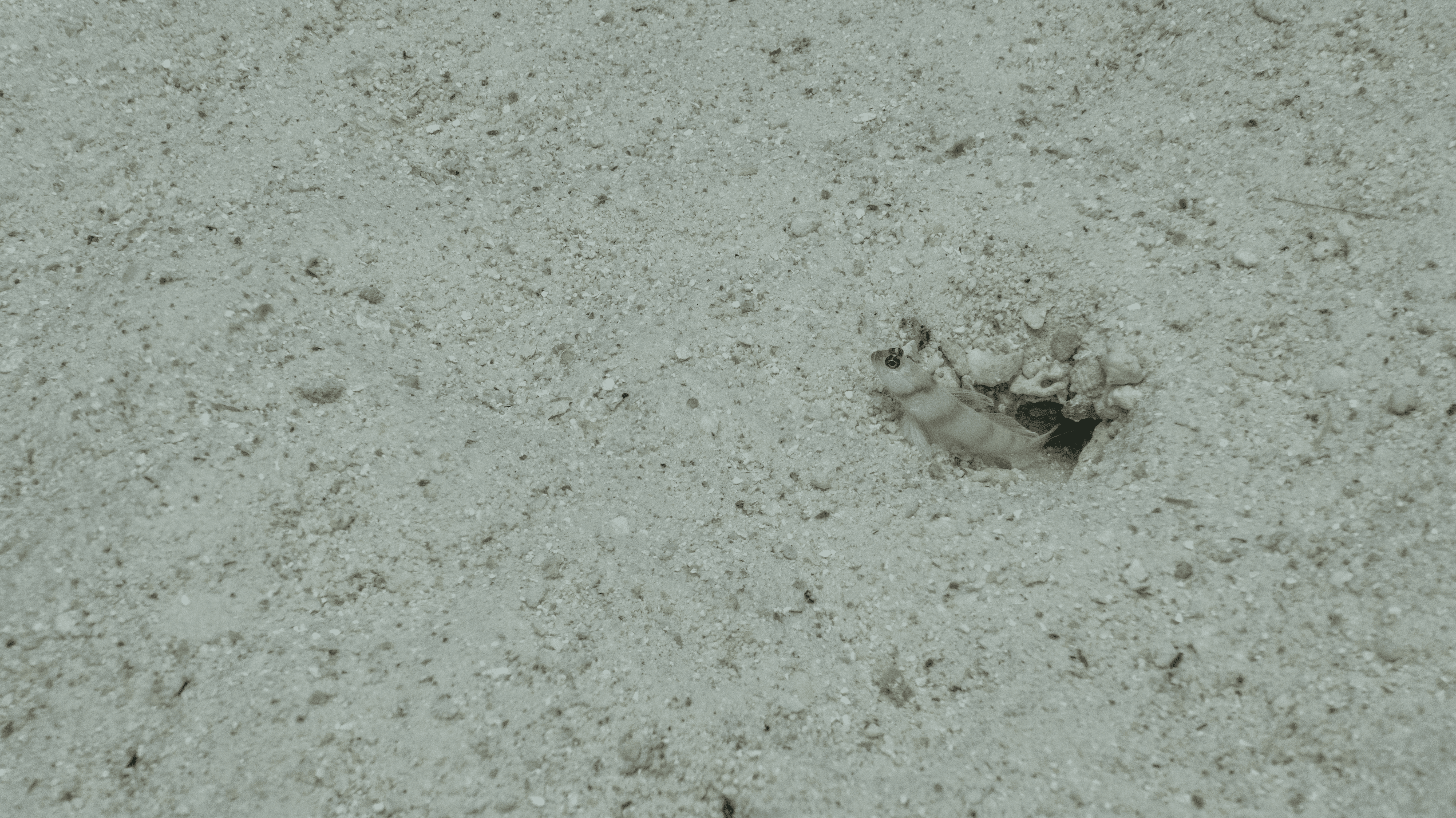 Steinitz’ Prawn-goby