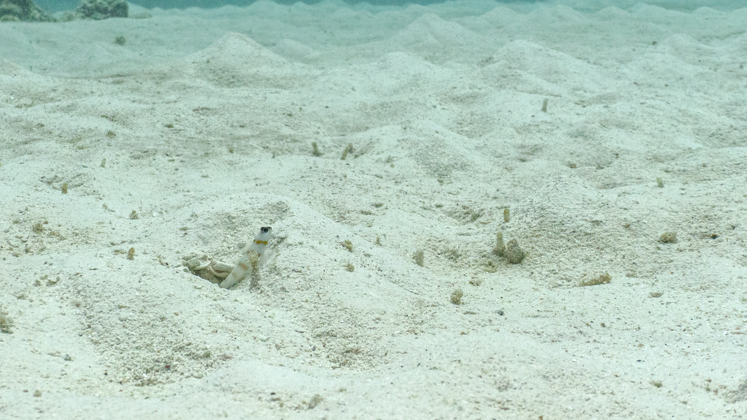 Steinitz’ Prawn-goby