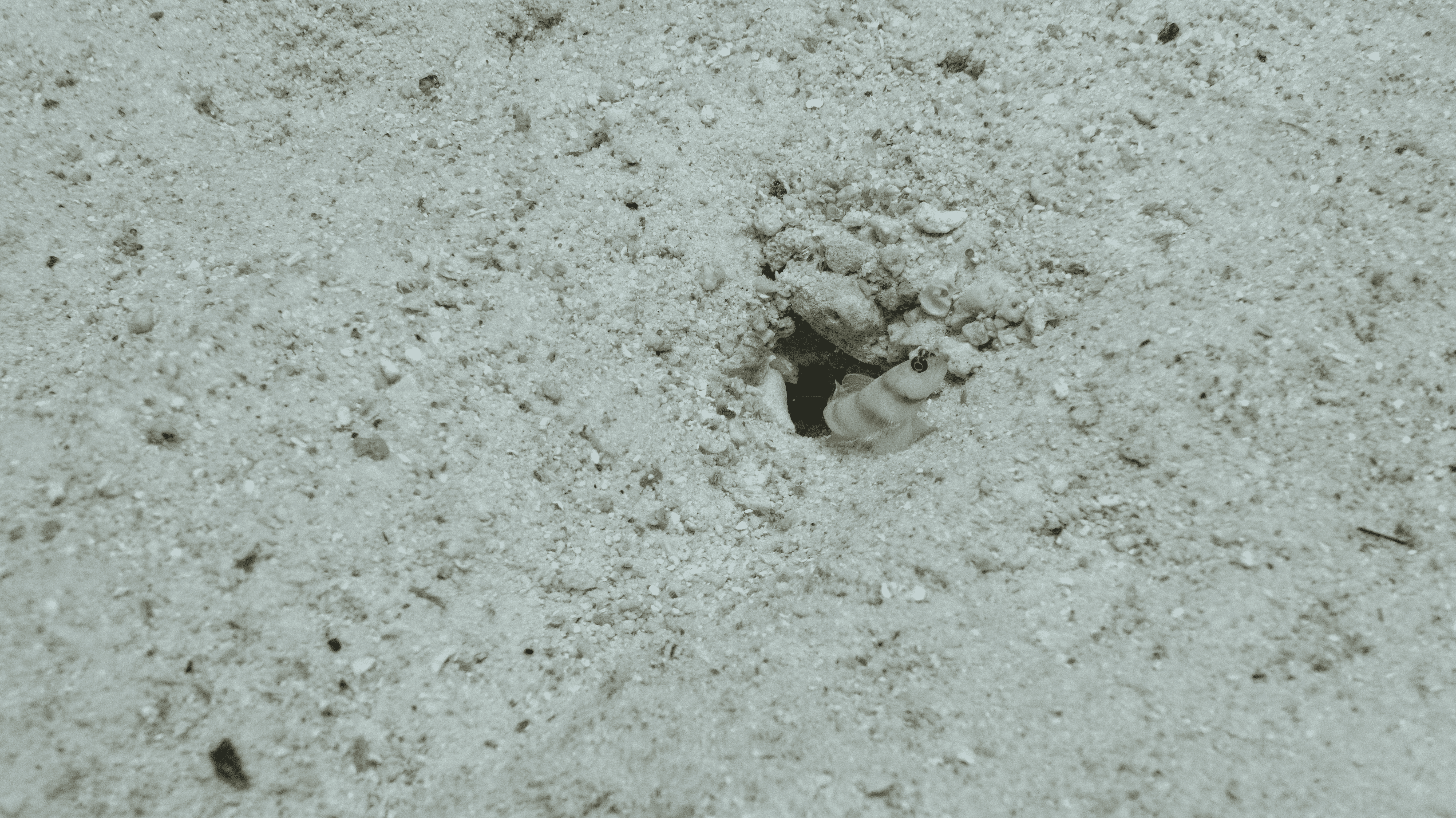 Бычок Штайнитца