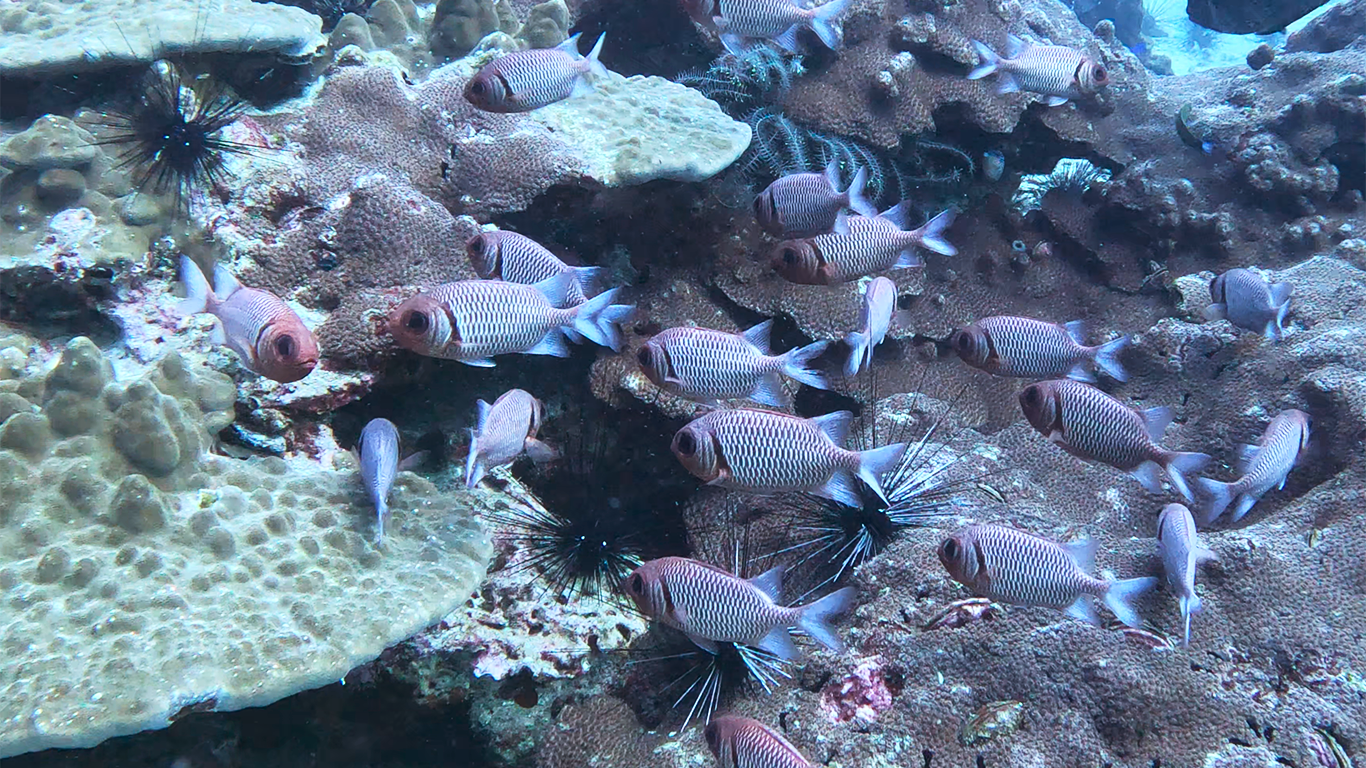 Blotcheye soldierfish