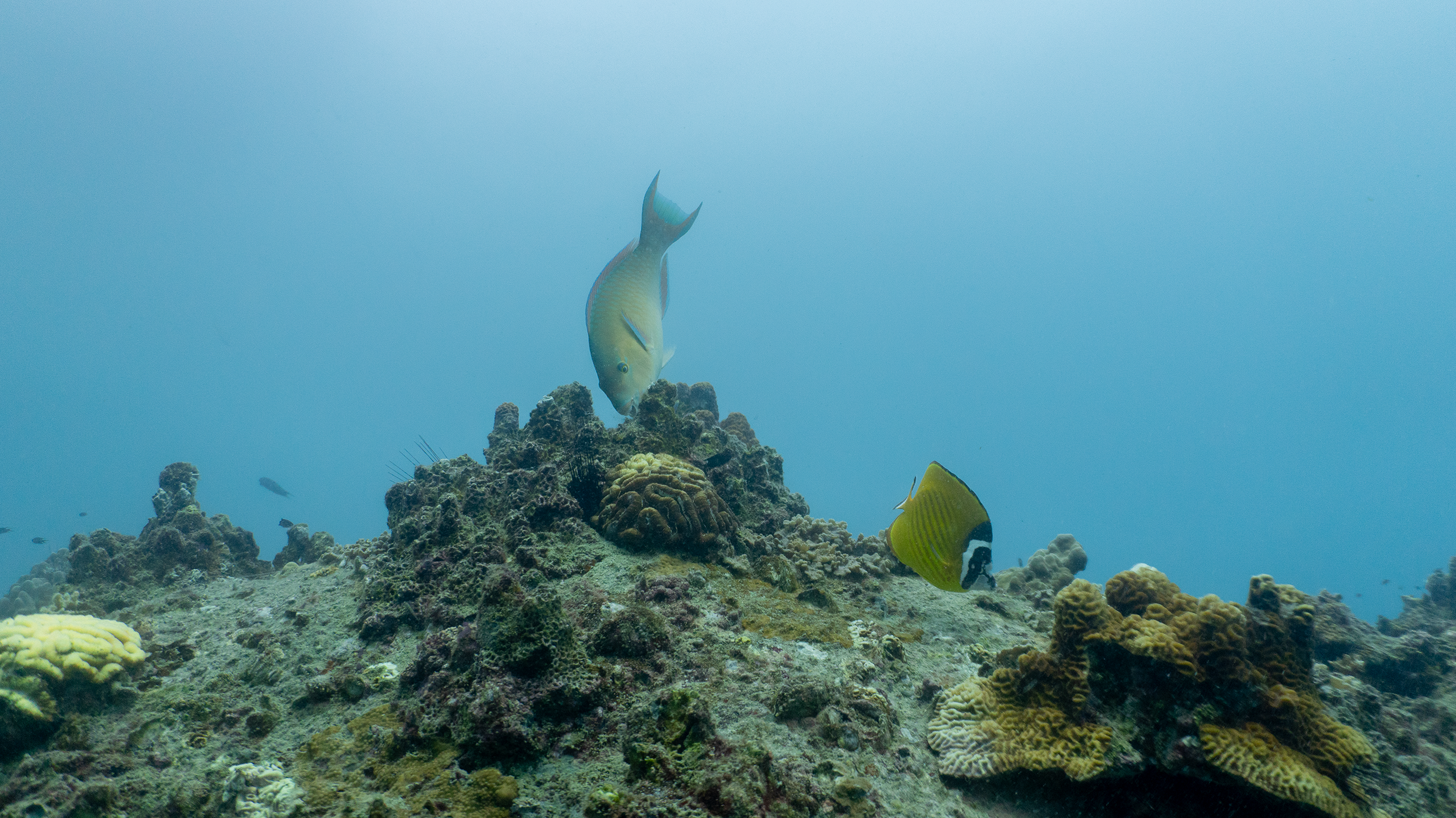 Blue-barred parrotfish